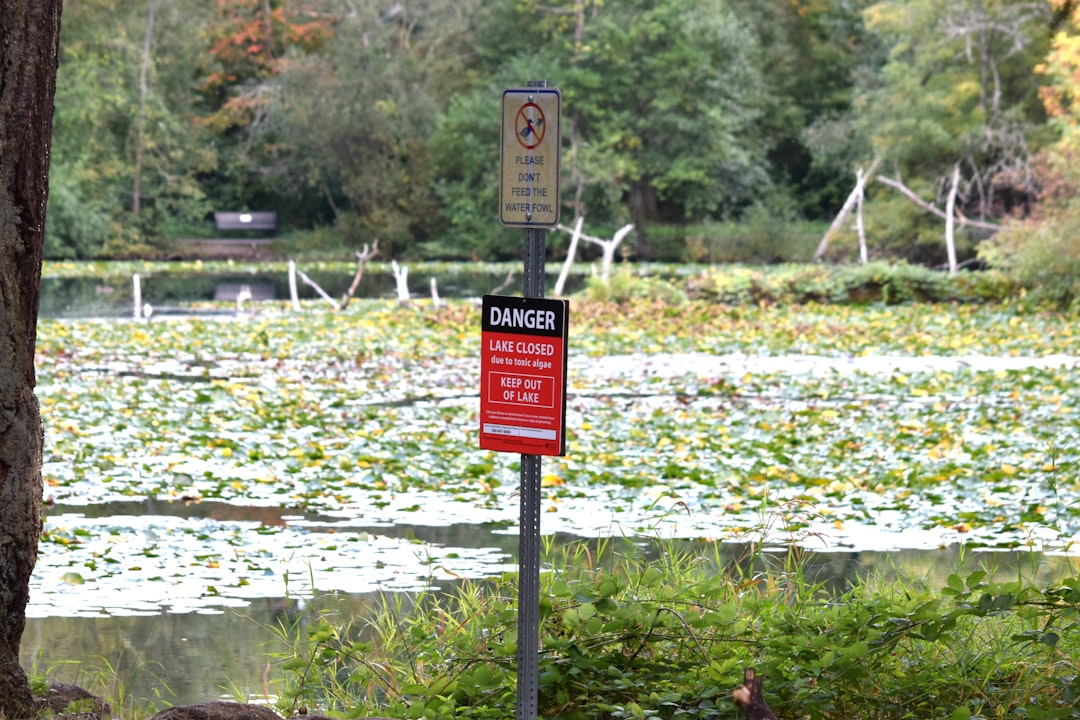 Groene kracht: de wereld van algen en hun rol in zwembaden