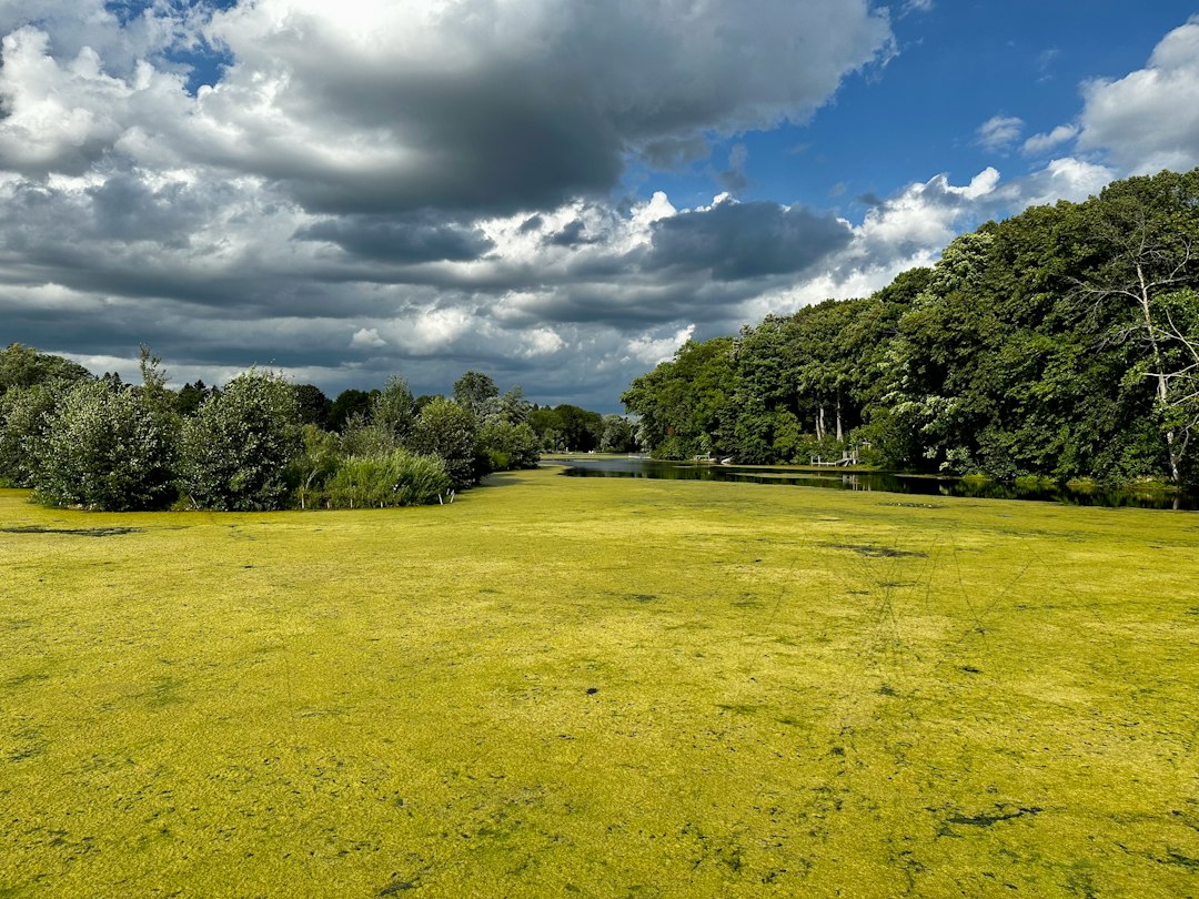 Groen water in je zwembad: oorzaken en hoe je het snel oplost